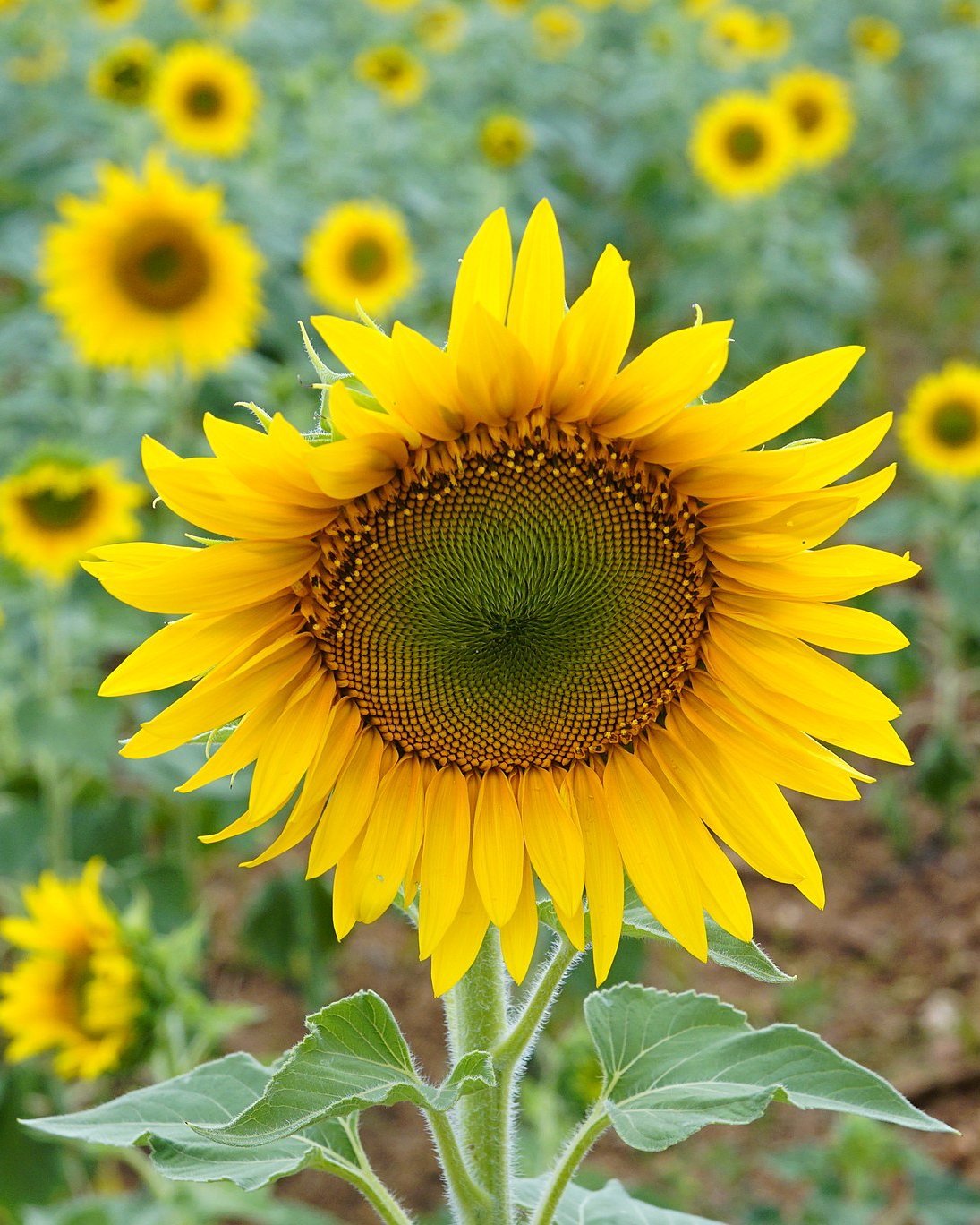 Sonnenblume