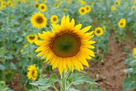 Sonnenblume